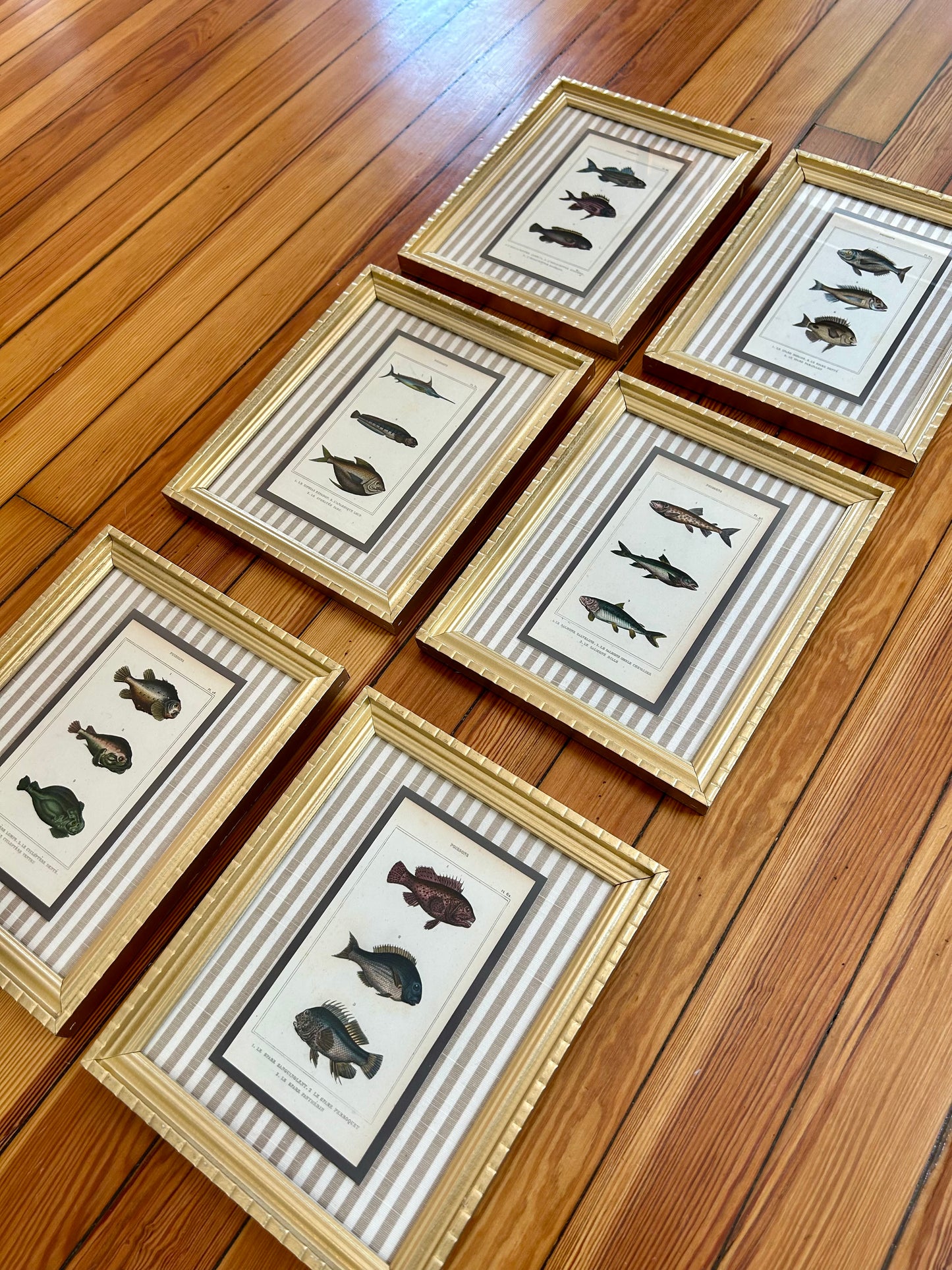 Pair of 19th Century Hand Colored French Fish Lithographs on Taupe Stripes in Gold Frames - Set C