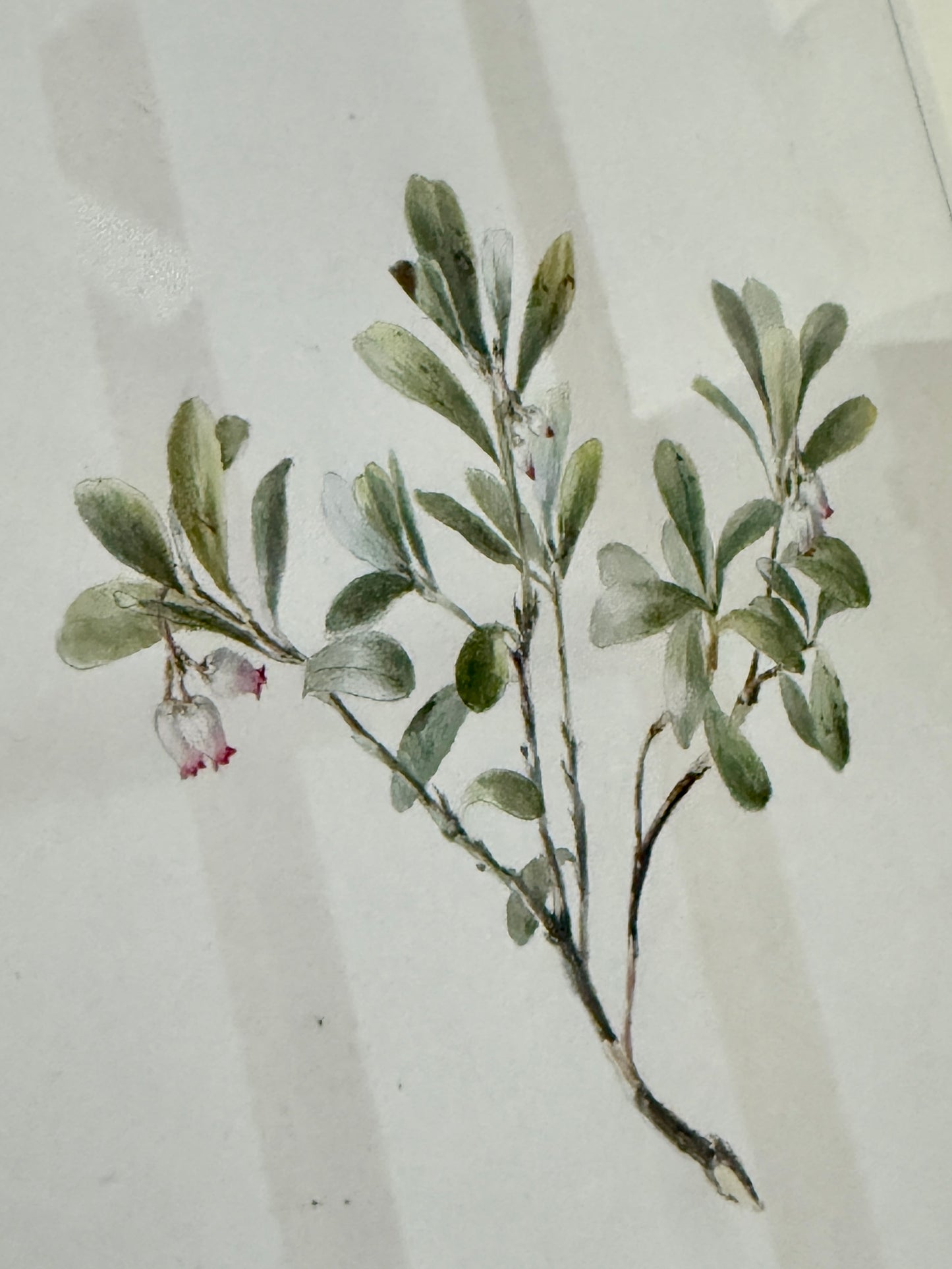 Late 19th Century Botanical Floral Watercolor Painting in Wood Frame