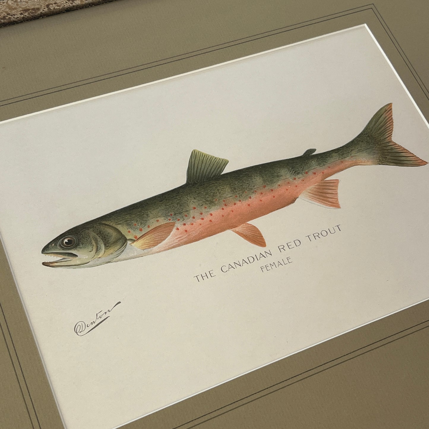 Antique Canadian Red Trout Colored Lithograph Collection by Sherman Foote Denton Custom Framed