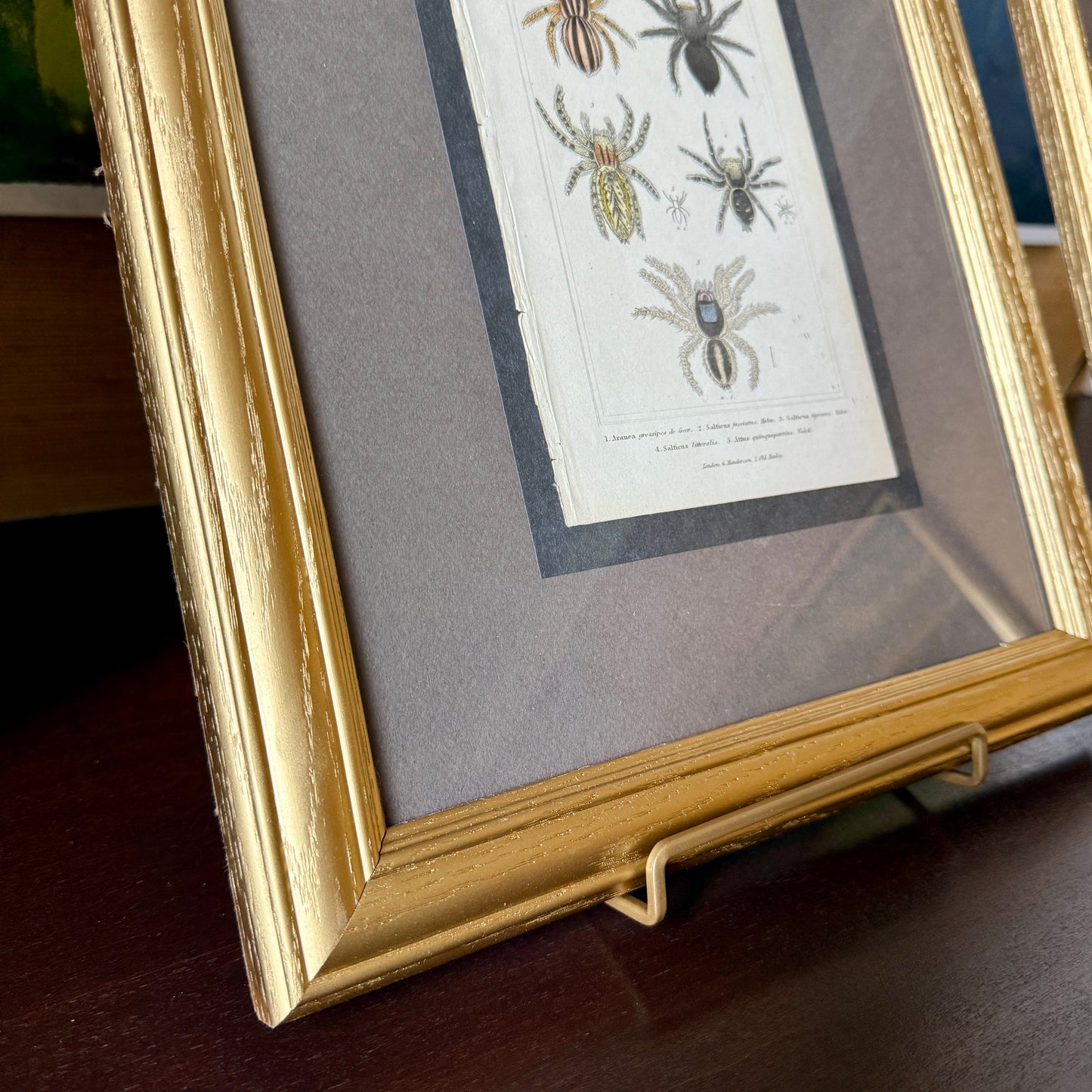 Pair of 19th Century of Hand Colored Spider Lithographs in Gold Frames