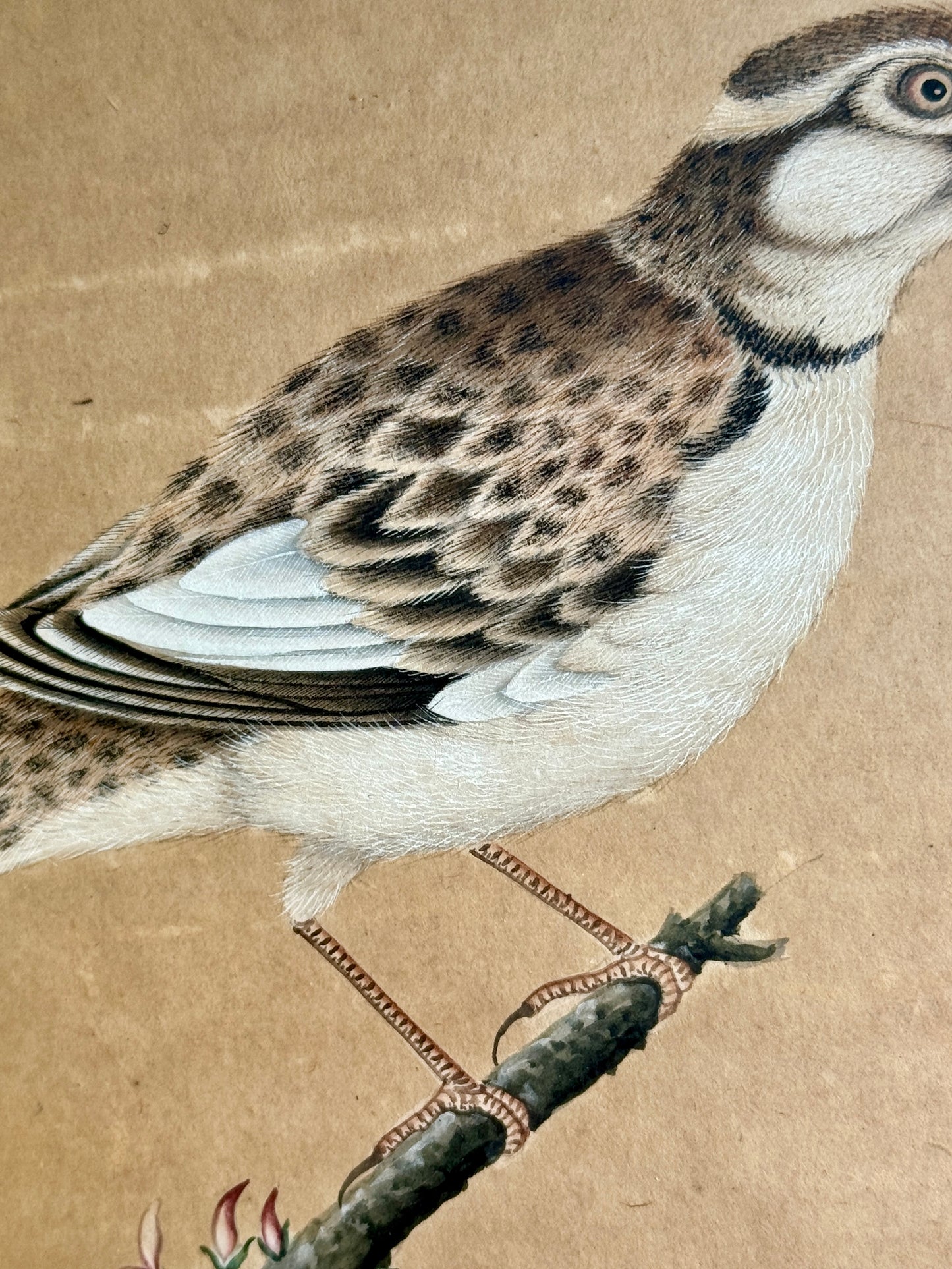 Pair of Antique Chinese Watercolor Painting Bird Portraits in Gilded Bamboo Frames