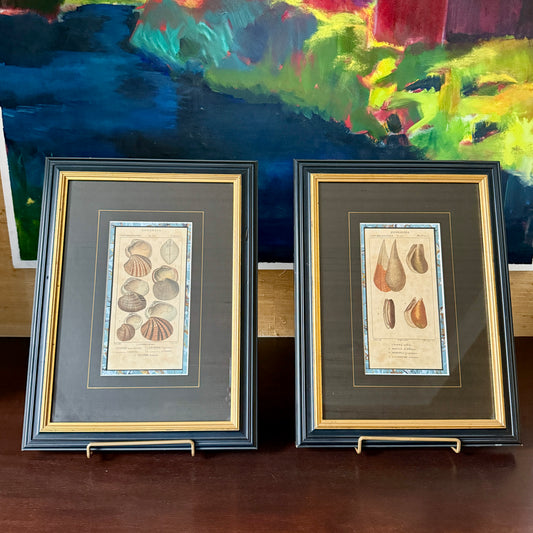 Pair of Pierre Turpin Hand Colored Seashell Lithographs in Black and Gold Frames