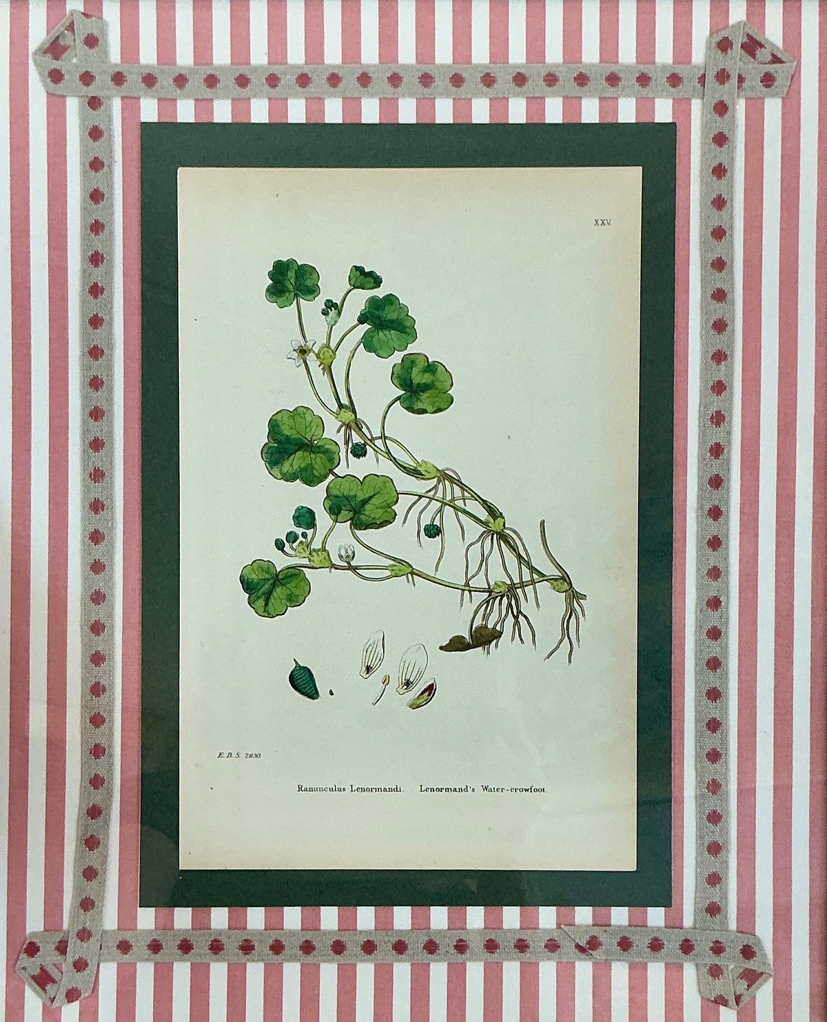 19th Century Hand Colored Botanical Lithograph on Pink Stripes in Gold Frame