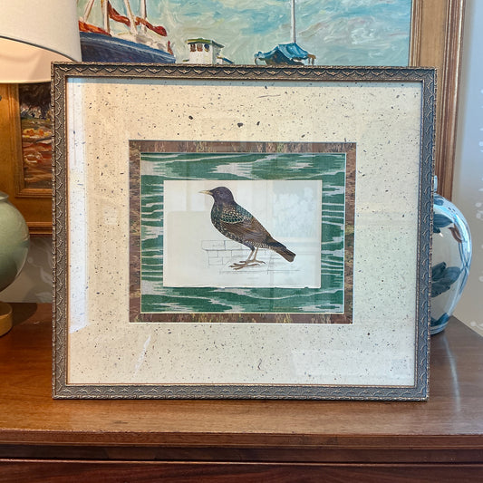 19th Century Hand Colored Starling Lithograph on Green Marbled Designer Fabric in Dark Gold Frame