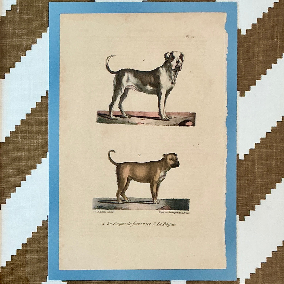19th Century Mastiff French Bookplate on Jonathan Adler Chevron Fabric in Gold Frame