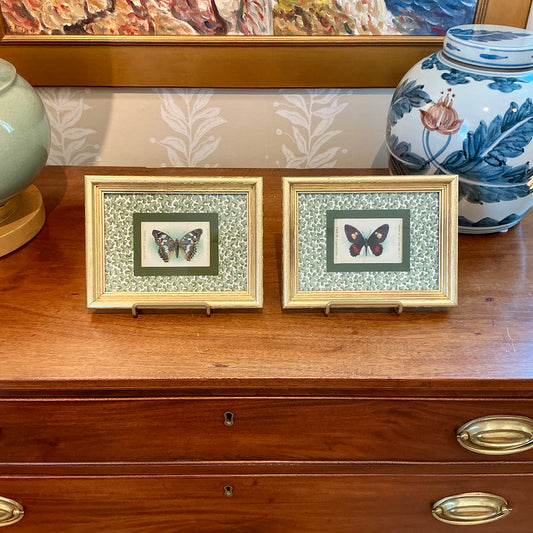 Pair of Antique Butterfly Tobacco Silks on Vintage Hodsoll McKenzie Coral Pattern Fabric in Gold Frames