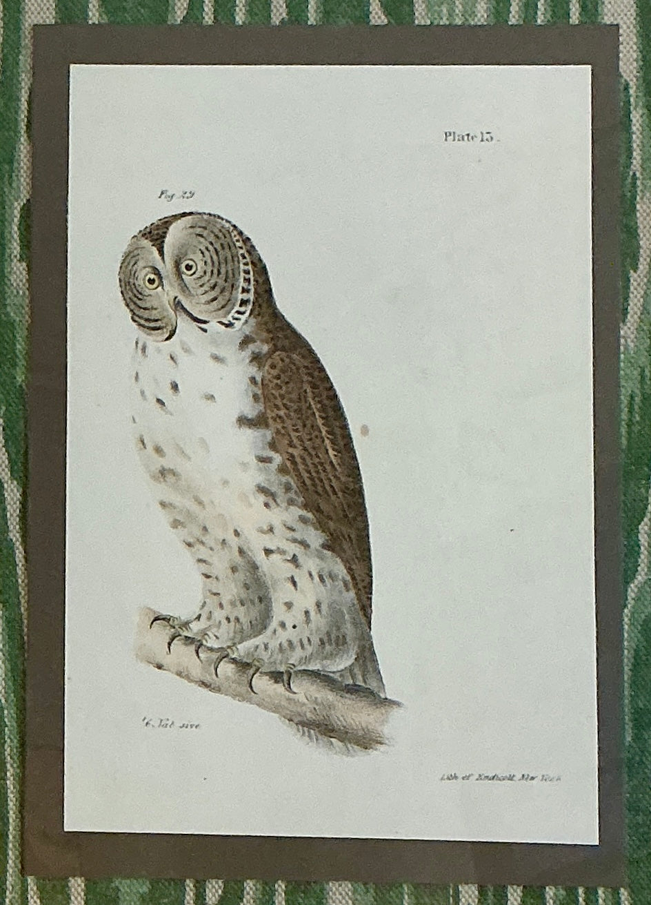 Pair of 19th Century Owl Lithographs on Green Faux Bois Fabric in Green and Dark Gold Frames