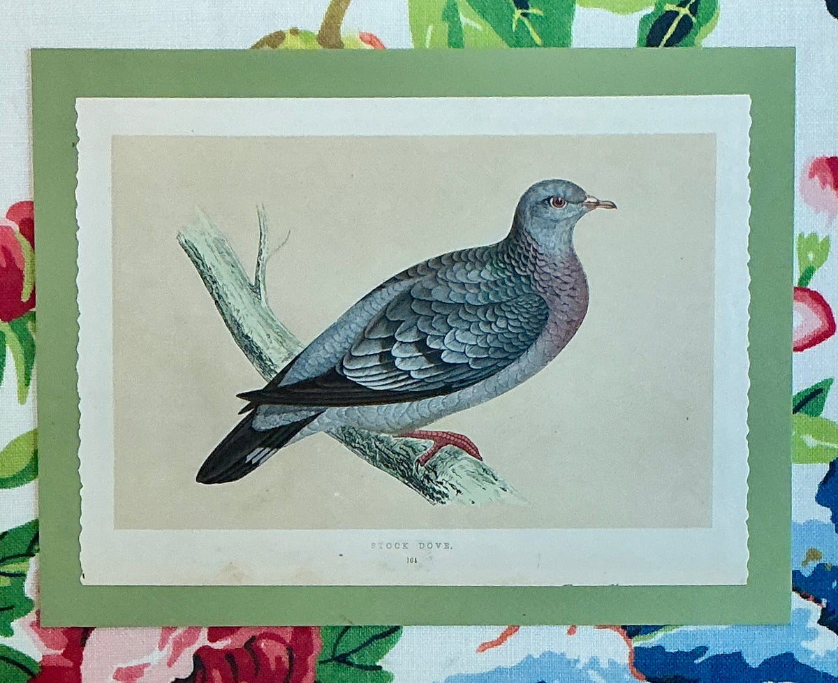 19th Century Stock Dove Engraving on Scalamandre Shantung Garden Fabric in Gold Frame