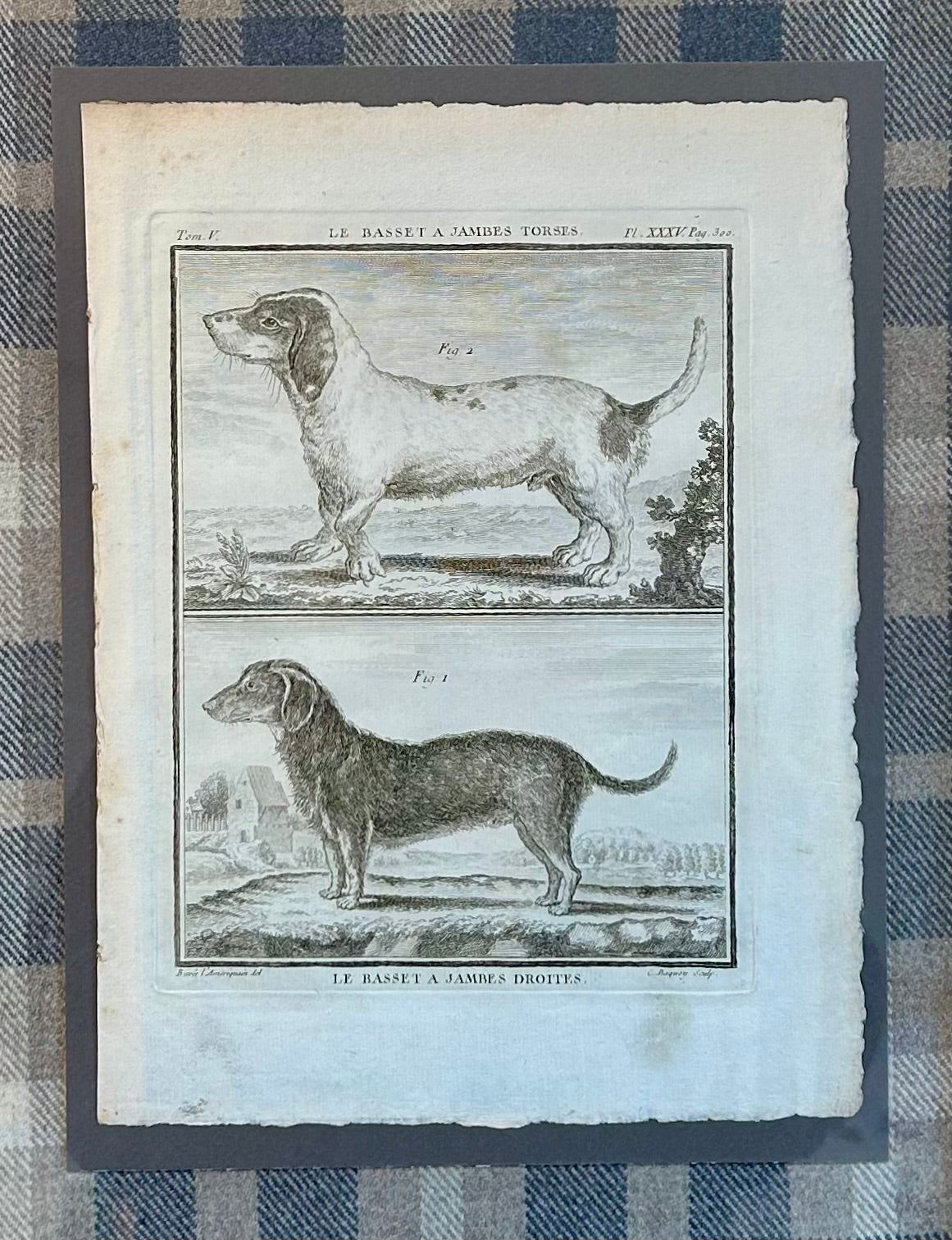 19th Century Lithograph Le Basset Dog Portrait on Blue Plaid Wool in Gold Frame