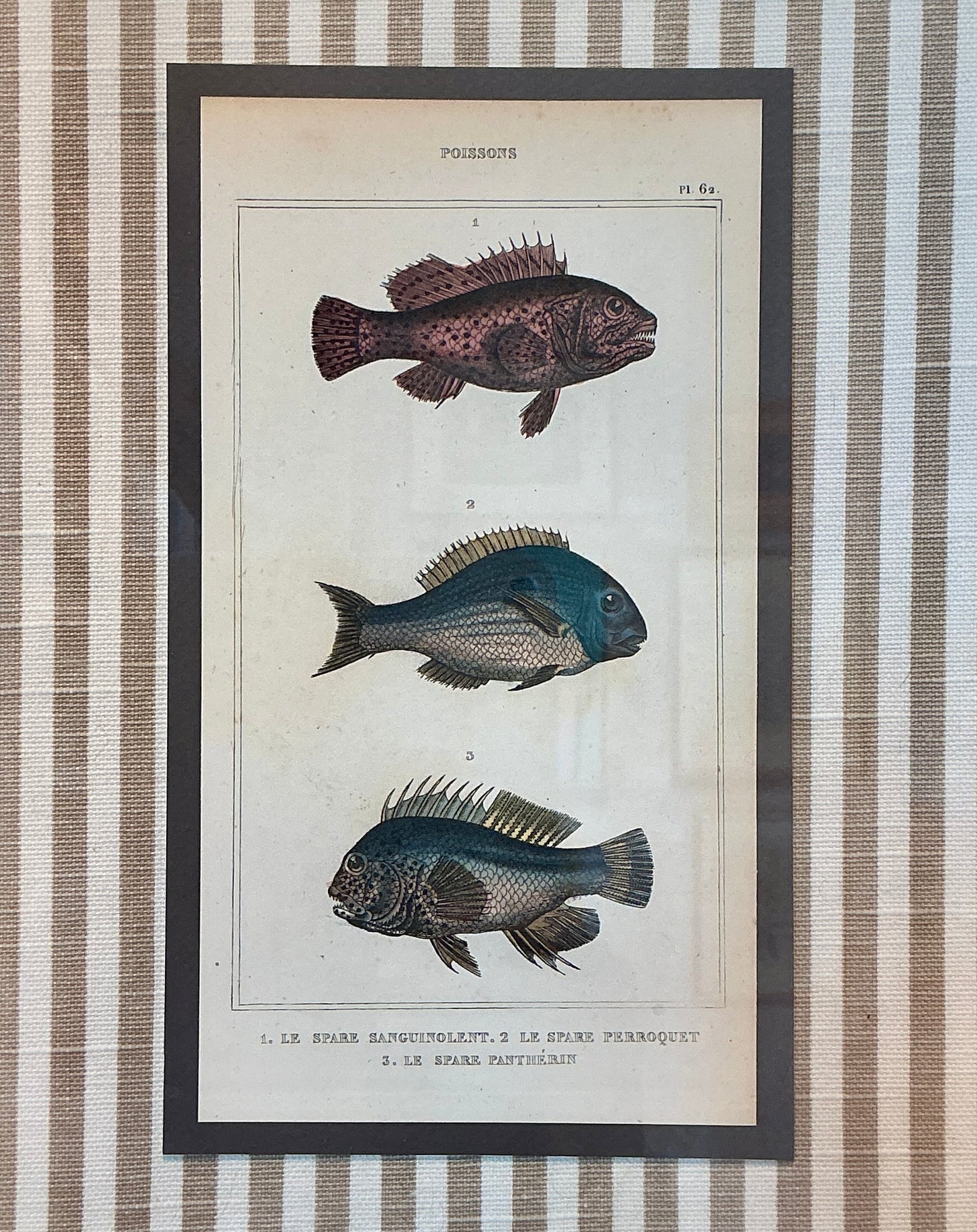Pair of 19th Century Hand Colored French Fish Lithographs on Taupe Stripes in Gold Frames - Set C