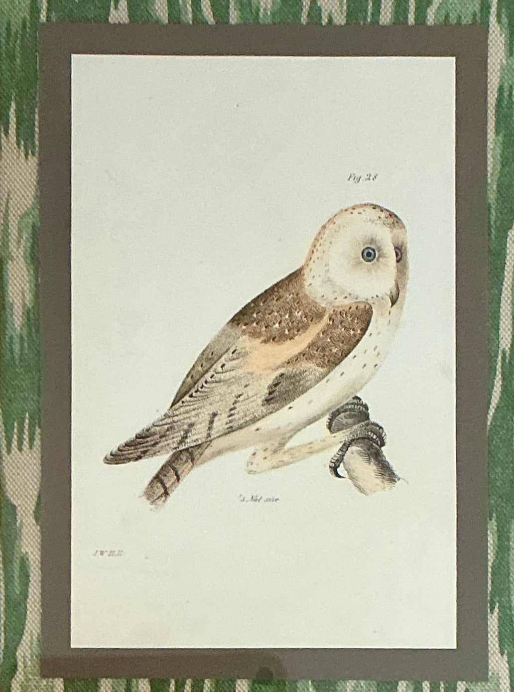 Pair of 19th Century Owl Lithographs on Green Faux Bois Fabric in Green and Dark Gold Frames