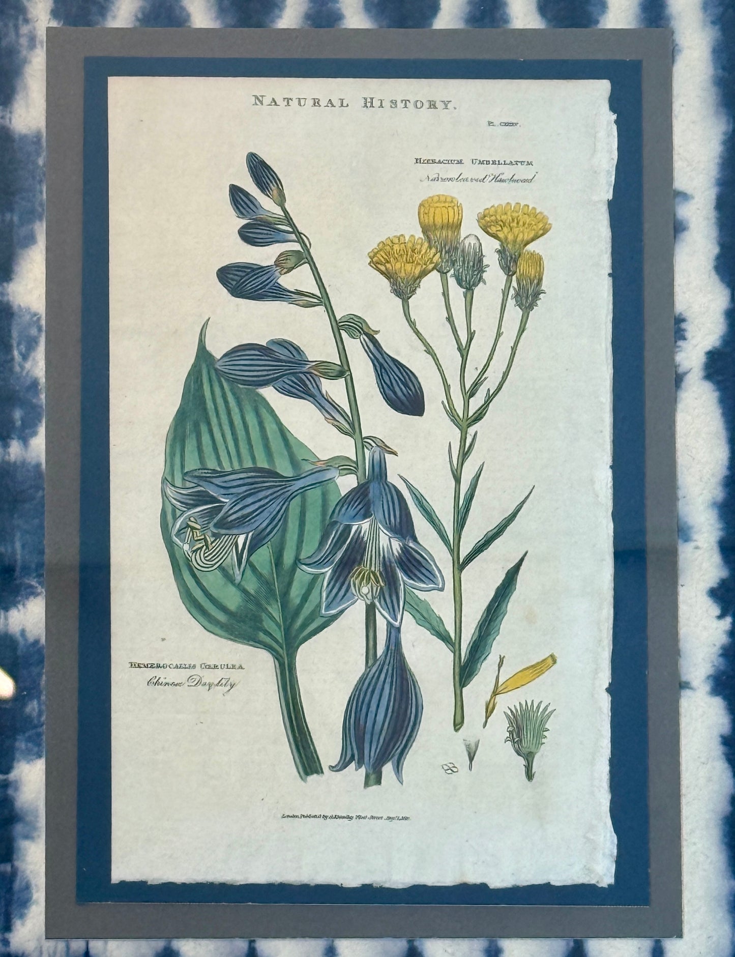 Antique Hand Colored Botanical Engraving on Navy Shibori Hand Made Paper in Gold Frame