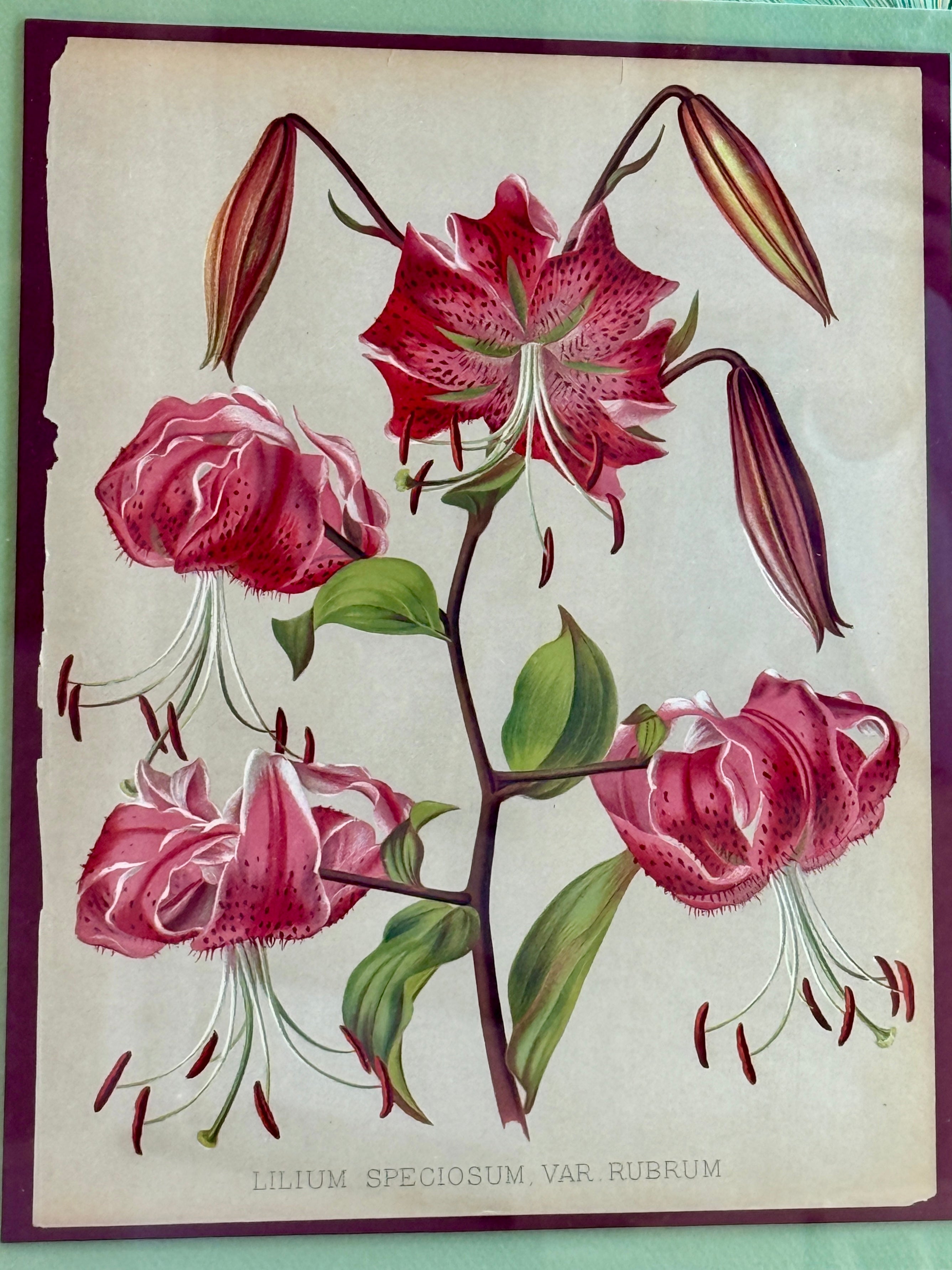 lily様　ミラノ　1本 20th Century Japanese Lily Chromolithograph on Hand Marbled Paper