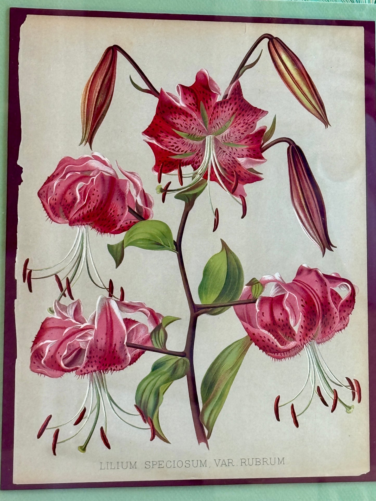 20th Century Japanese Lily Chromolithograph on Hand Marbled Paper