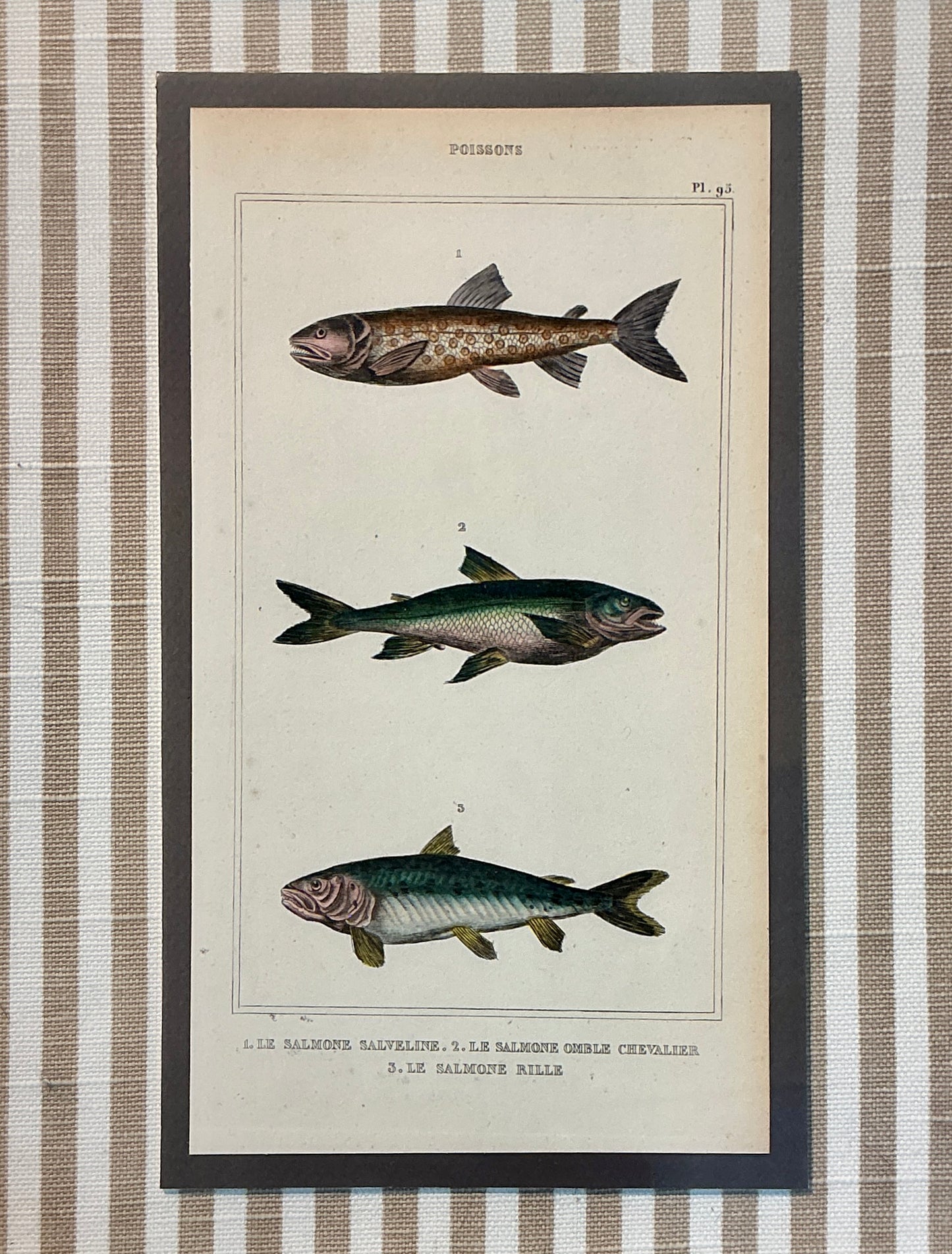Pair of 19th Century Hand Colored French Fish Lithographs on Taupe Stripes in Gold Frames - Set A
