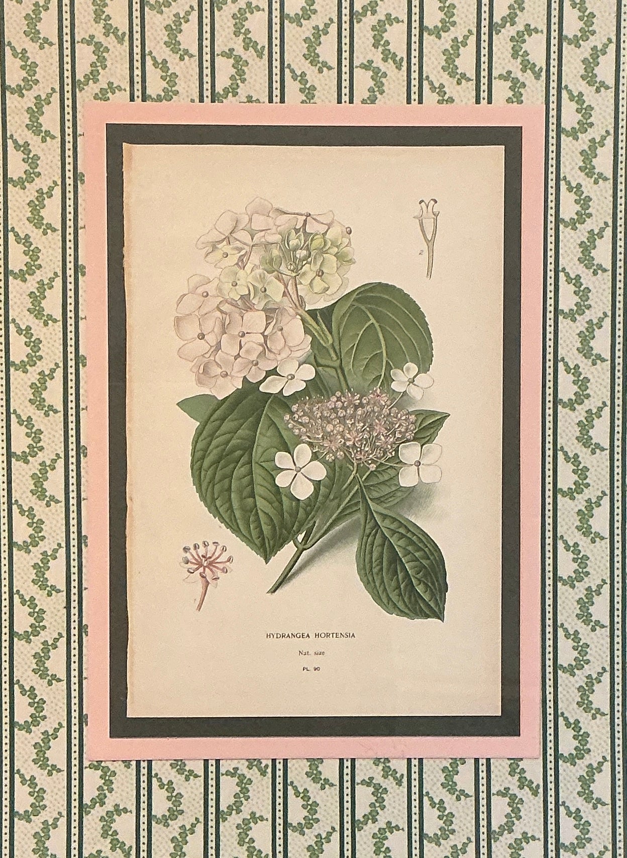 19th Century Hydrangea Hortensia Hand Colored Lithograph on Ivy Chintz Fabric in Dark Gold Frame