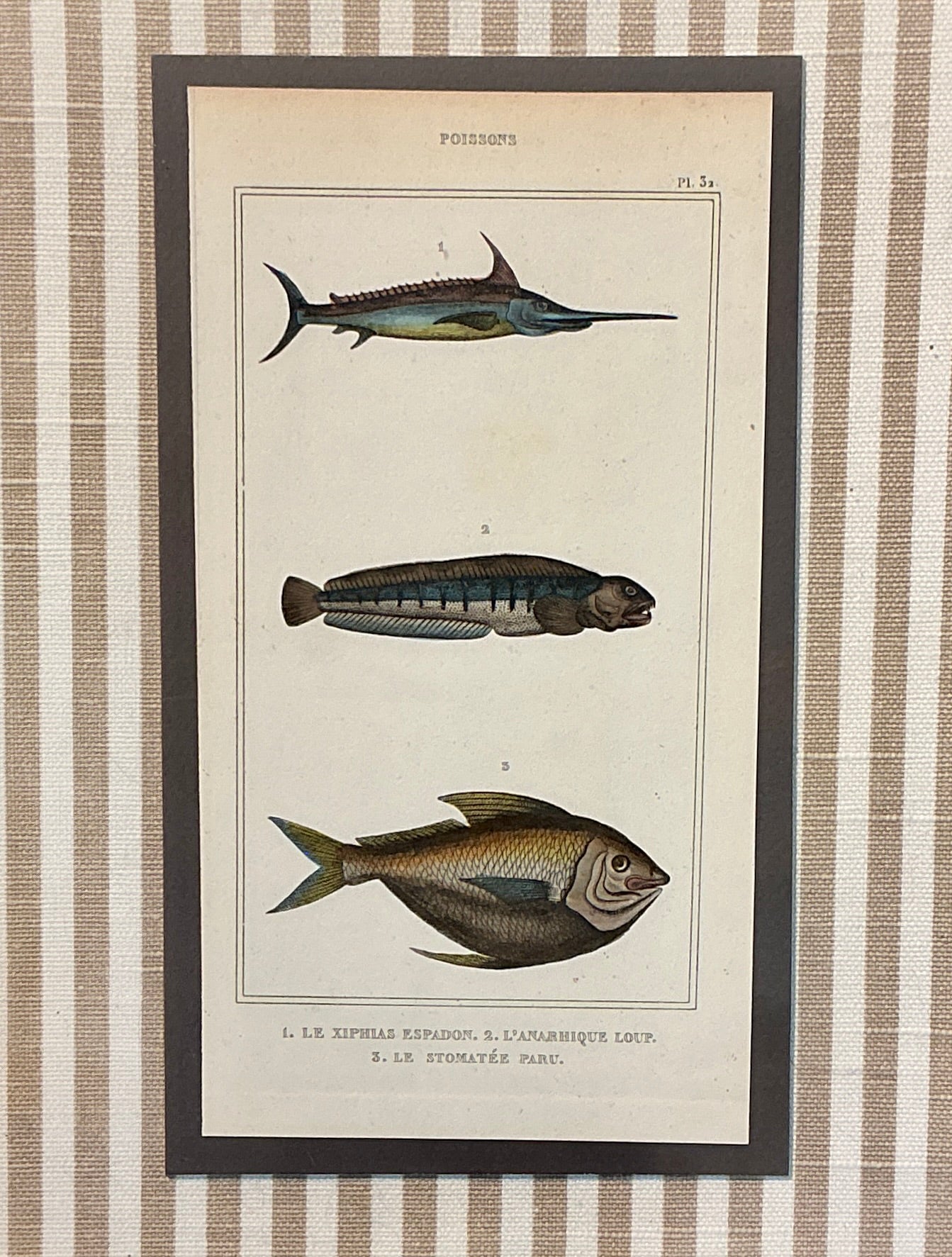 Pair of 19th Century Hand Colored French Fish Lithographs on Taupe Stripes in Gold Frames - Set A