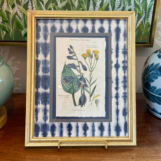 Antique Hand Colored Botanical Engraving on Navy Shibori Hand Made Paper in Gold Frame
