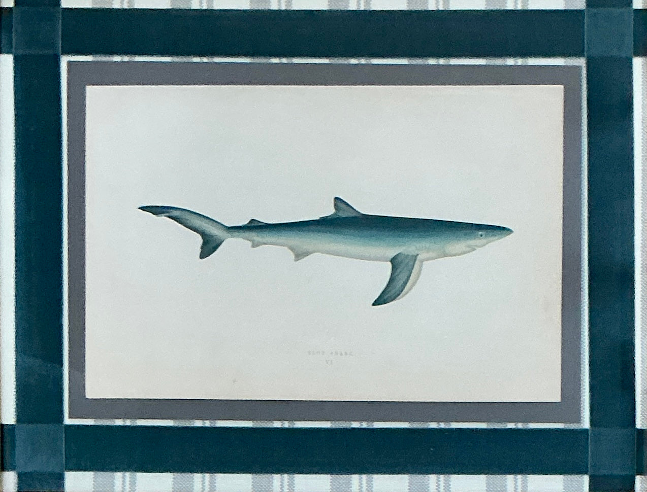 19th Century Hand Colored Blue Shark Lithograph on Miles Reed Schumacher Fabric in Gold Frame