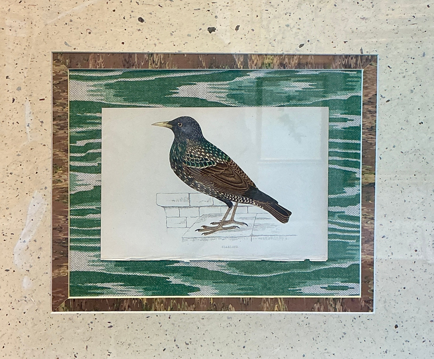 19th Century Hand Colored Starling Lithograph on Green Marbled Designer Fabric in Dark Gold Frame