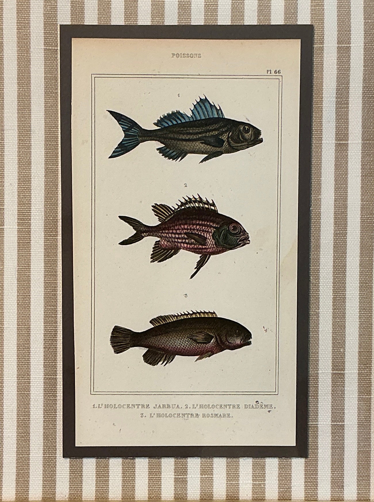 Pair of 19th Century Hand Colored French Fish Lithographs on Taupe Stripes in Gold Frames - Set B