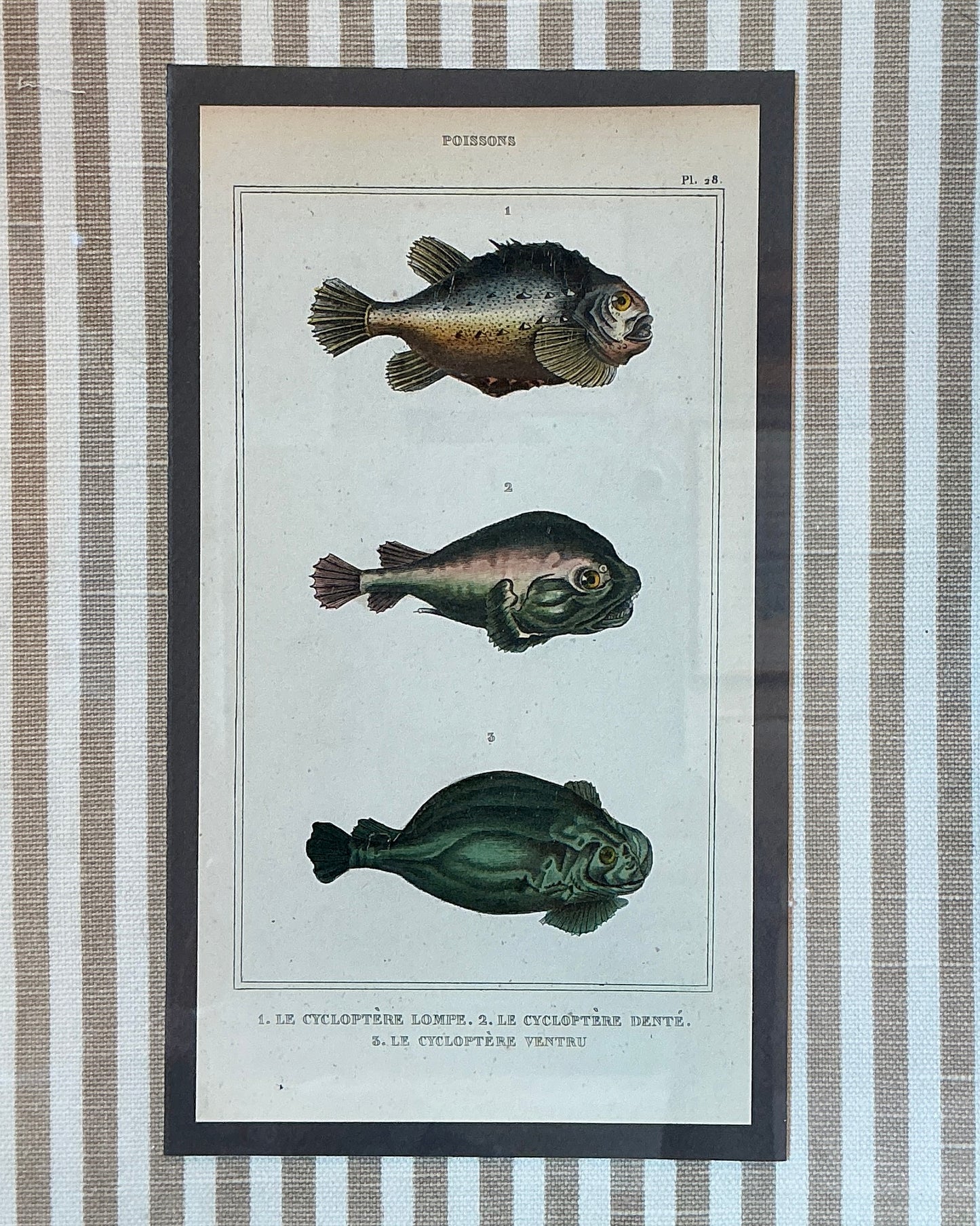 Pair of 19th Century Hand Colored French Fish Lithographs on Taupe Stripes in Gold Frames - Set C