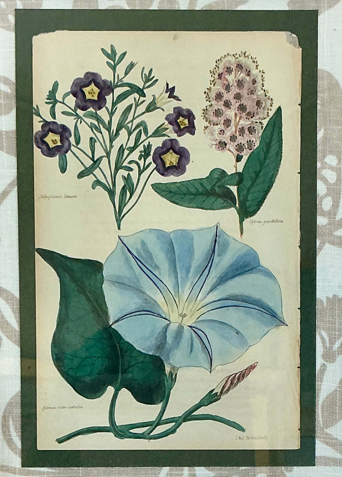 Pair Of Early 19th Hand Colored Botanical J & J Parkin Bookplates on Taupe Botanical Fabric in Gold Frames