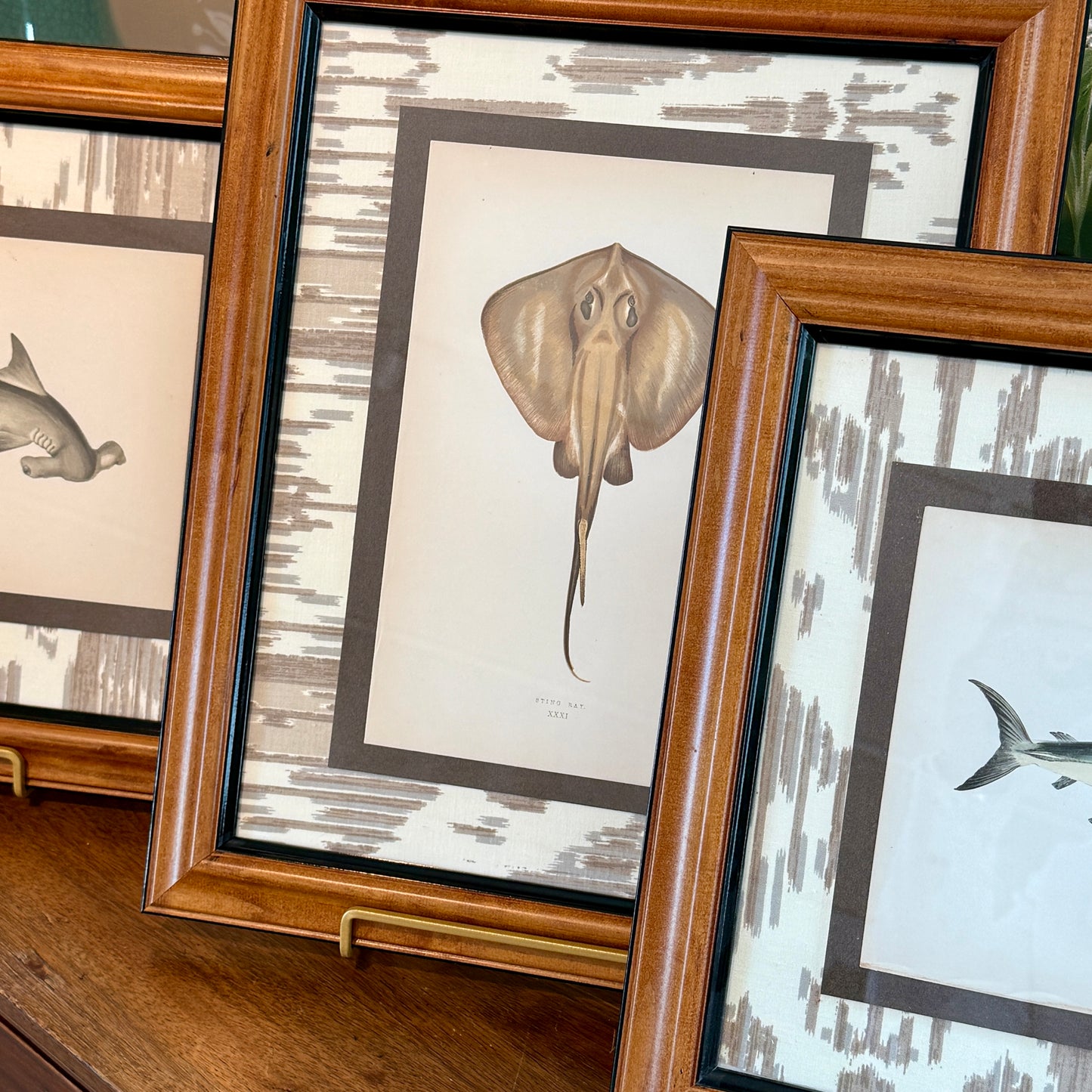 Set of Three 19th Century Shark, Fish and Ray Hand Colored Lithographs on Neutral Ikat Fabric in Wood Frame