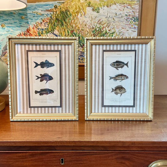 Pair of 19th Century Hand Colored French Fish Lithographs on Taupe Stripes in Gold Frames - Set B