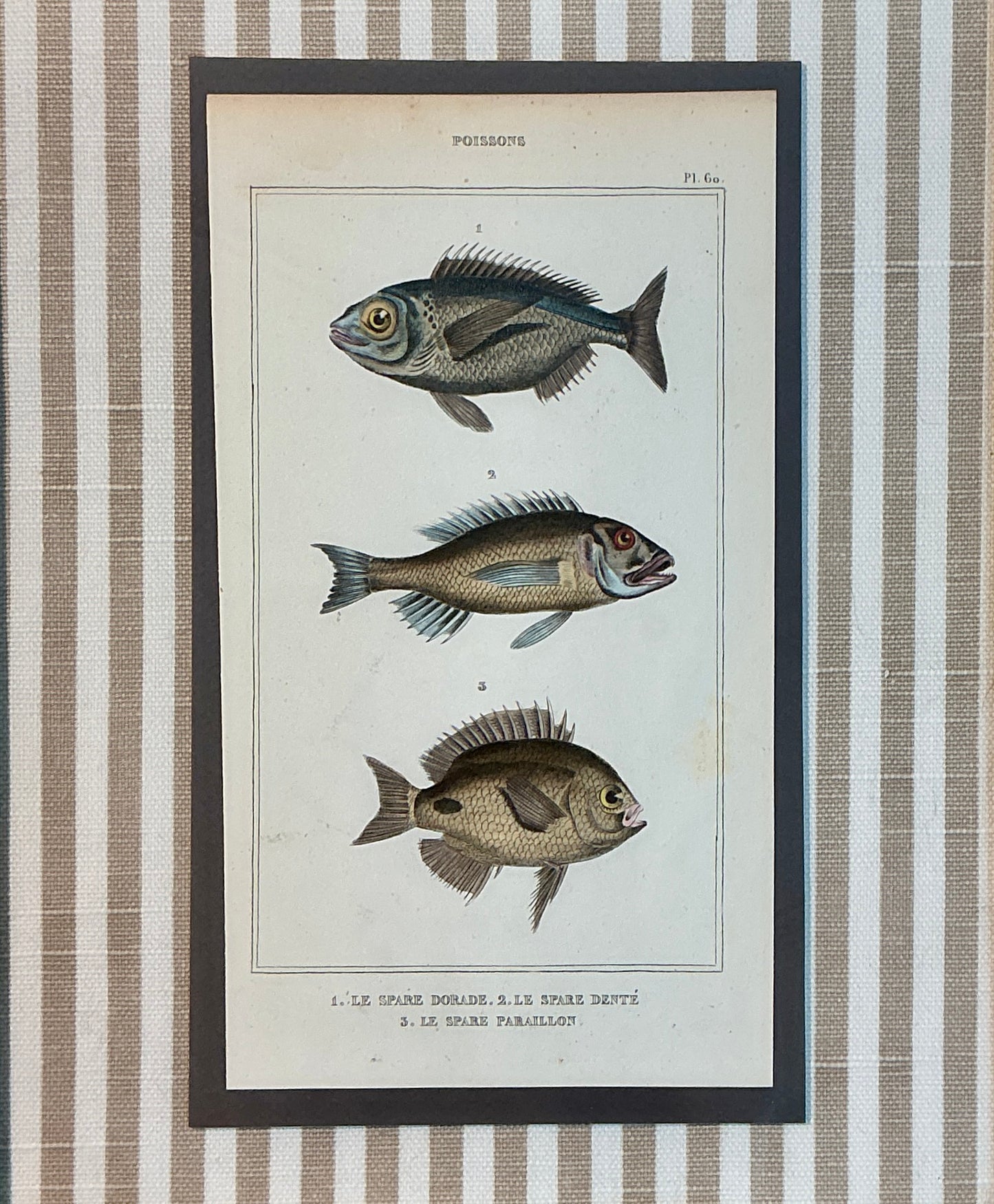 Pair of 19th Century Hand Colored French Fish Lithographs on Taupe Stripes in Gold Frames - Set B