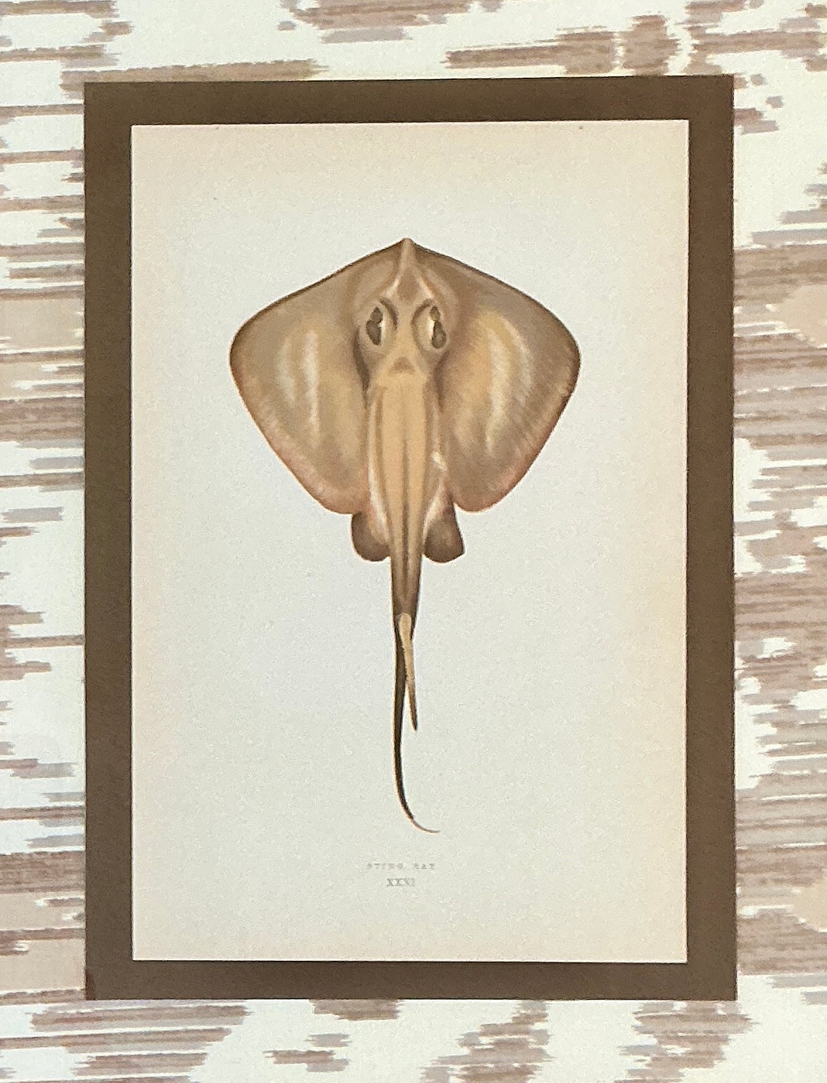 19th Century Hand Colored Sting Ray Lithograph on Neutral Ikat Fabric in Wood Frame