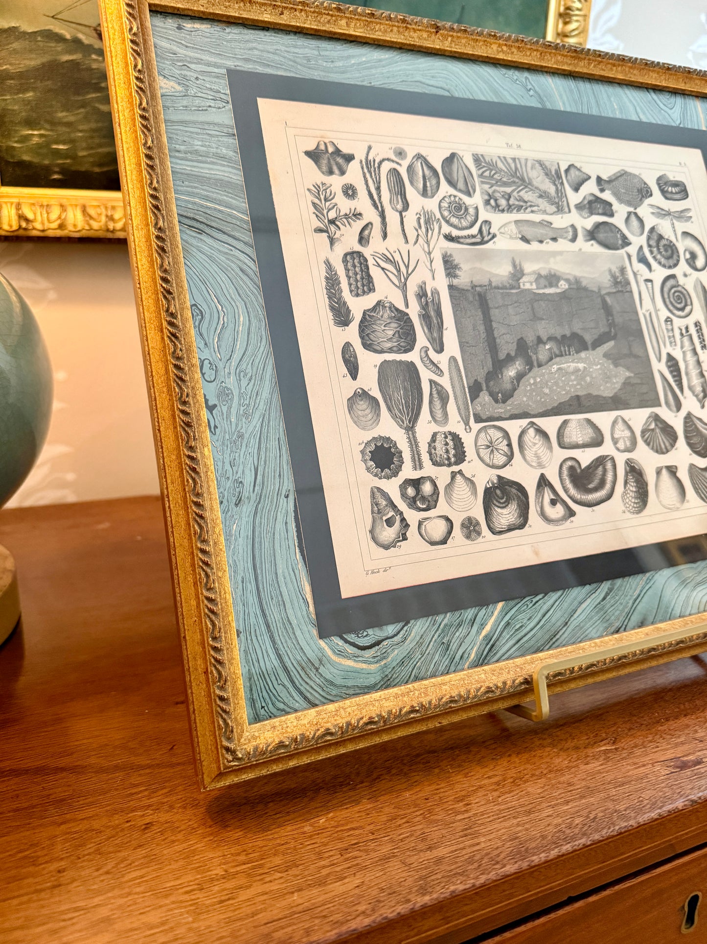 19th Century Conchology Shells Engraving on Hand Marbled Paper in Vintage Gold Frame