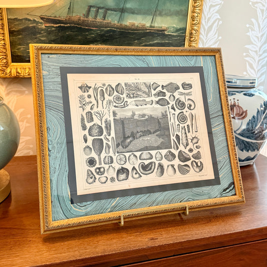 19th Century Conchology Shells Engraving on Hand Marbled Paper in Vintage Gold Frame