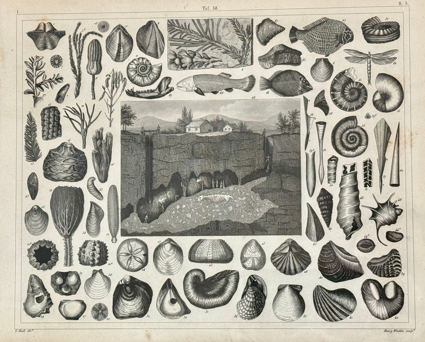 19th Century Conchology Shells Engraving on Hand Marbled Paper in Vintage Gold Frame