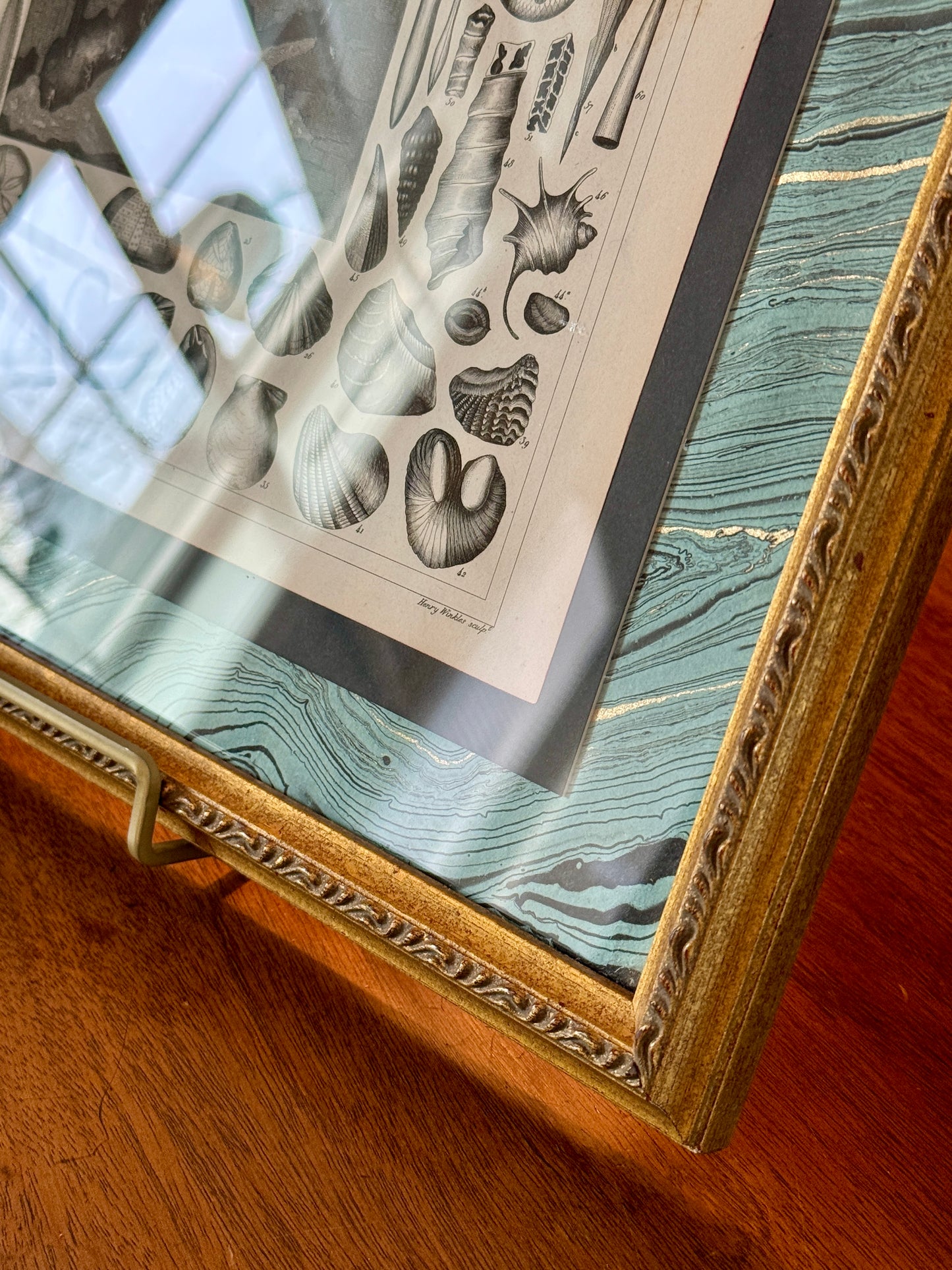 19th Century Conchology Shells Engraving on Hand Marbled Paper in Vintage Gold Frame