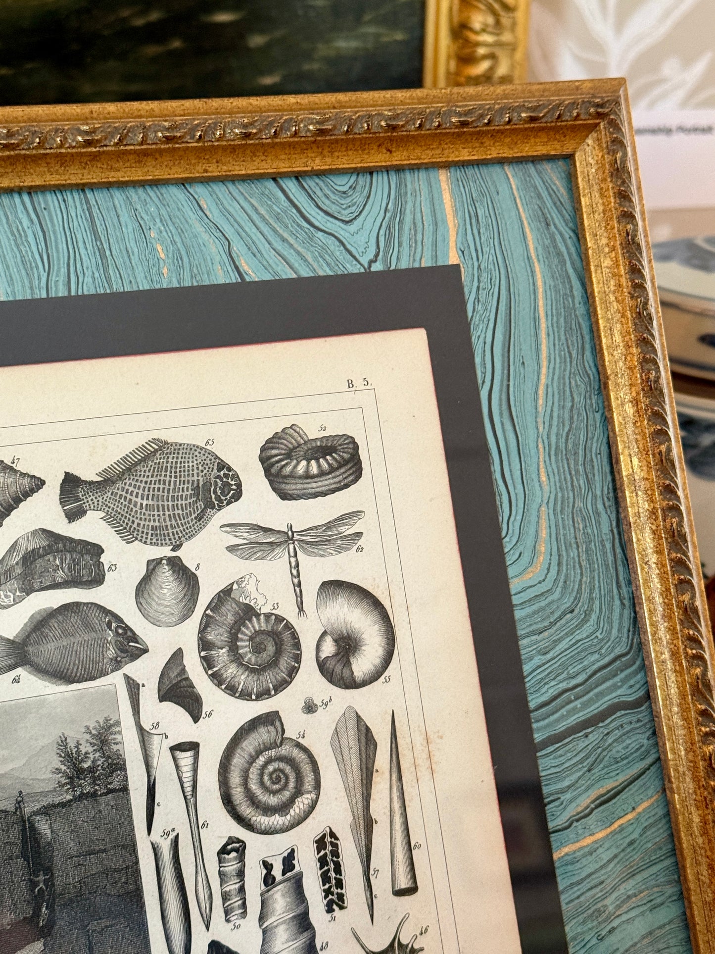 19th Century Conchology Shells Engraving on Hand Marbled Paper in Vintage Gold Frame