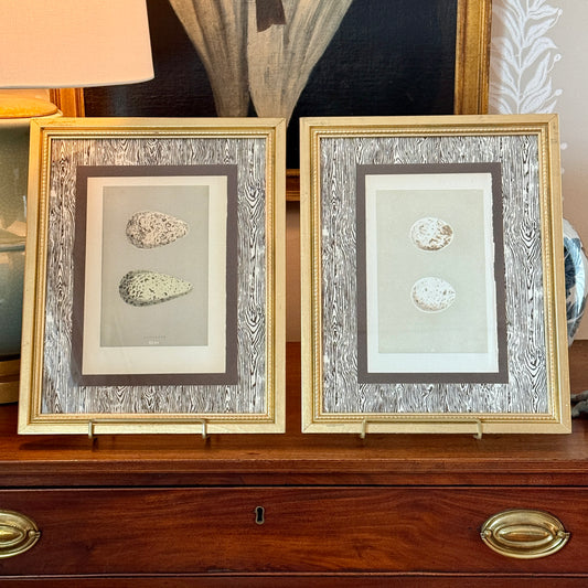 Pair of 19 c. Hand Colored Bird Egg Engravings on Chocolate Brown Faux Bois in Vintage Gold Frames