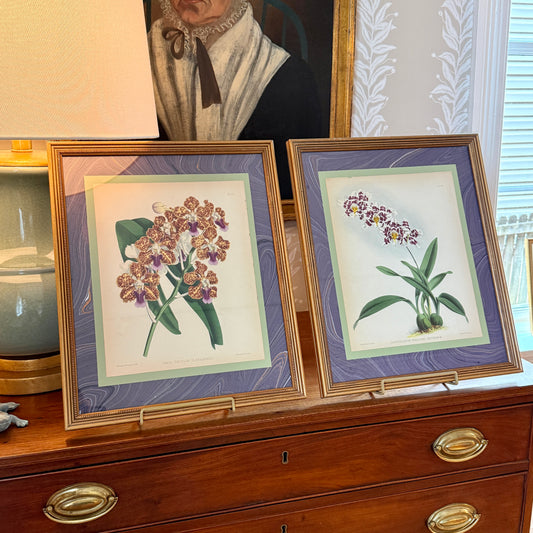Pair of 19th c. Hand Colored Botanical Orchid Engravings on Plum Hand Marbled Paper in Vintage Gold Frames