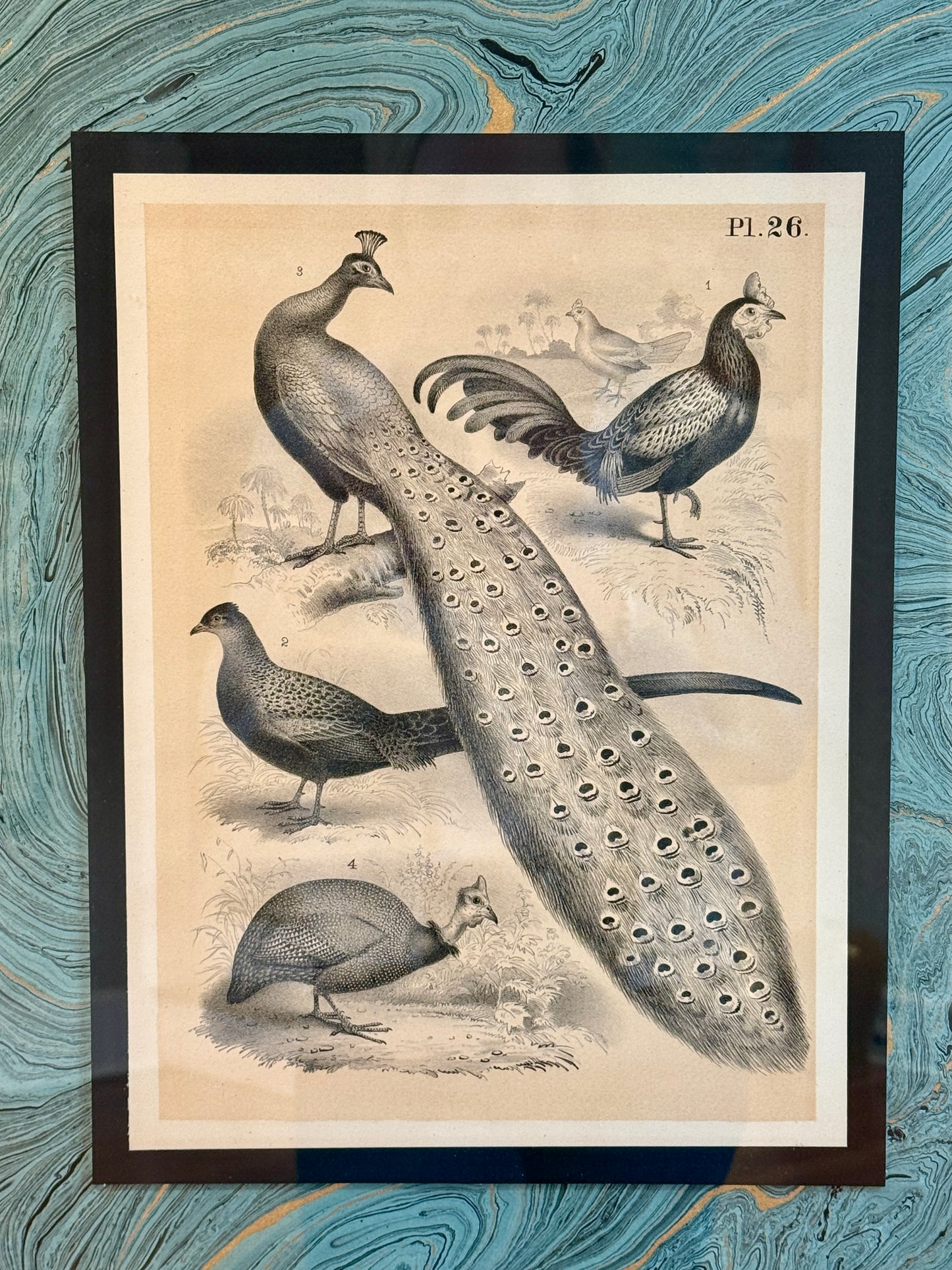 19th Century Peacock Engraving on Hand Marbled Paper in Vintage Gold Frame