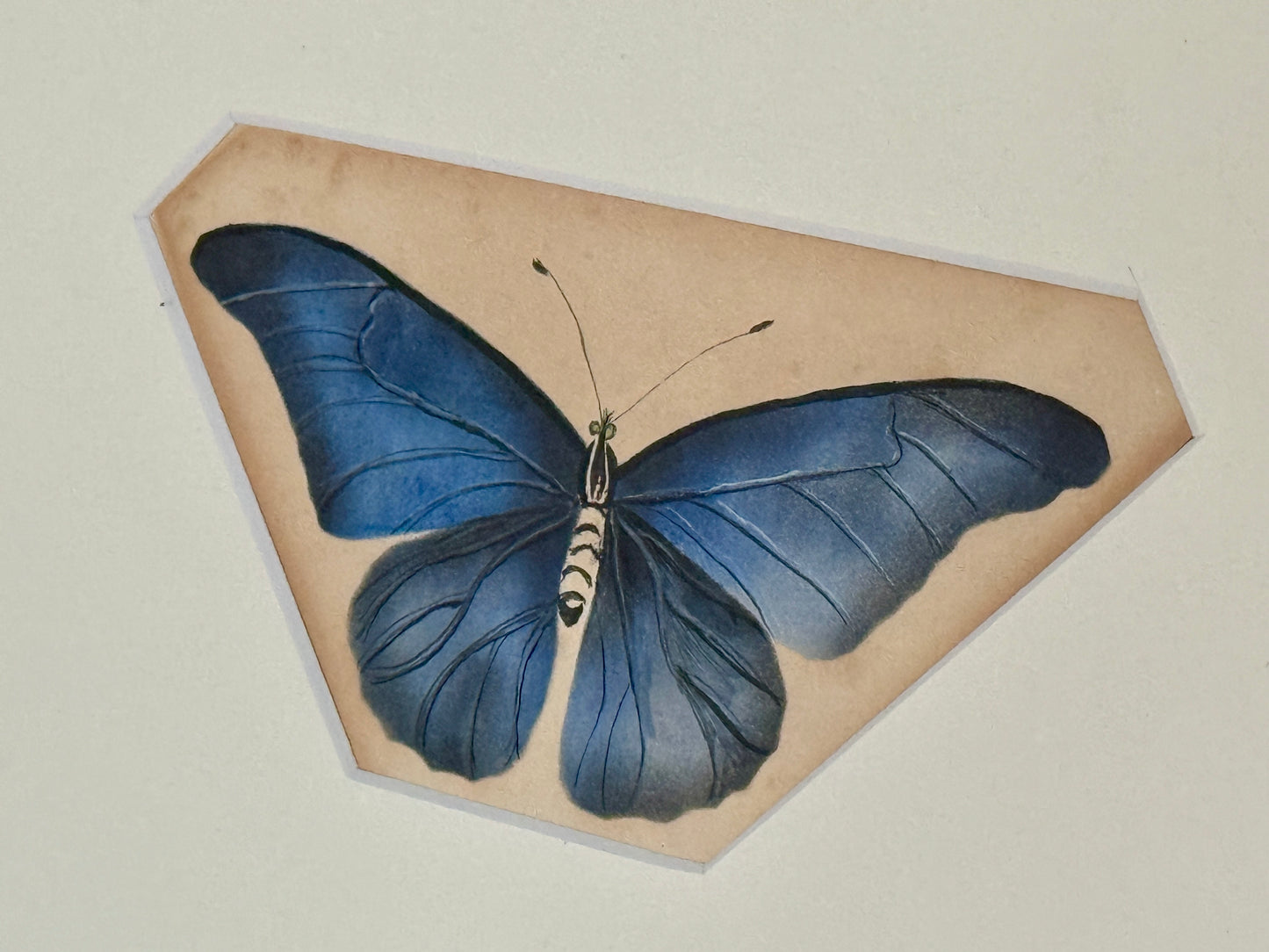 Pair of 19th Century Intricate Watercolor Butterfly Portraits in Black Frames