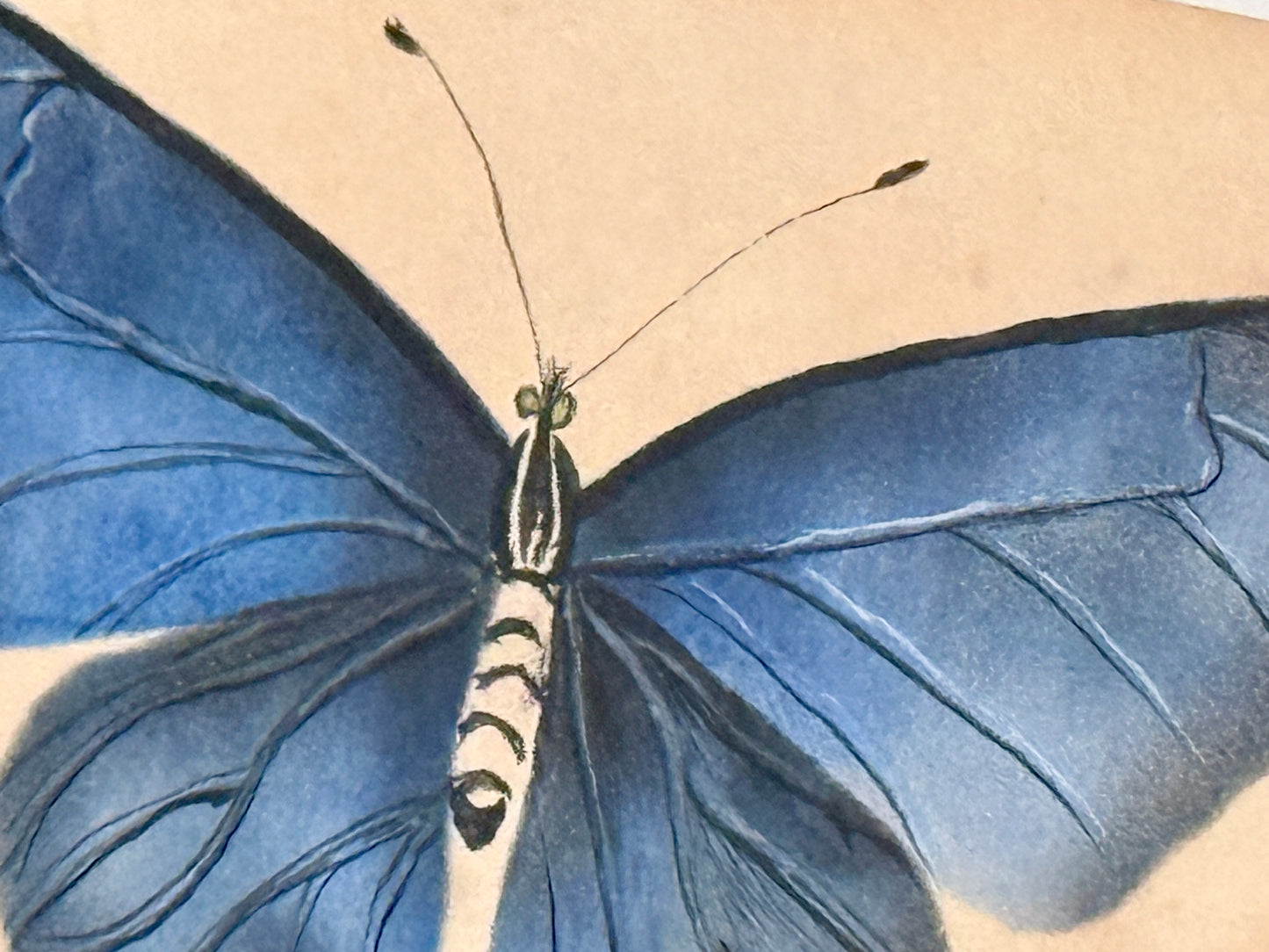 Pair of 19th Century Intricate Watercolor Butterfly Portraits in Black Frames