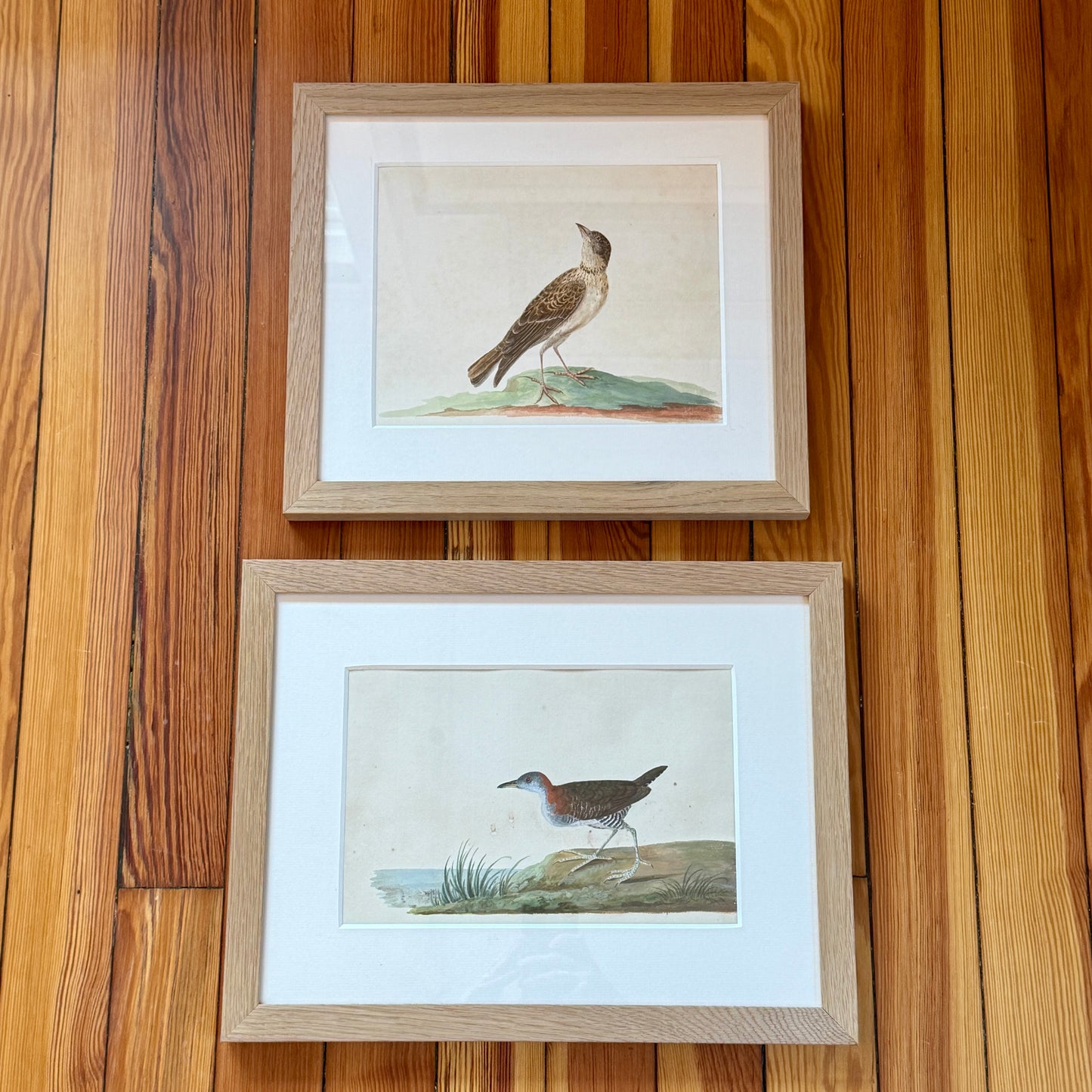 19th Century Shore Bird Watercolor Bird Portrait in Natural Wood Frame