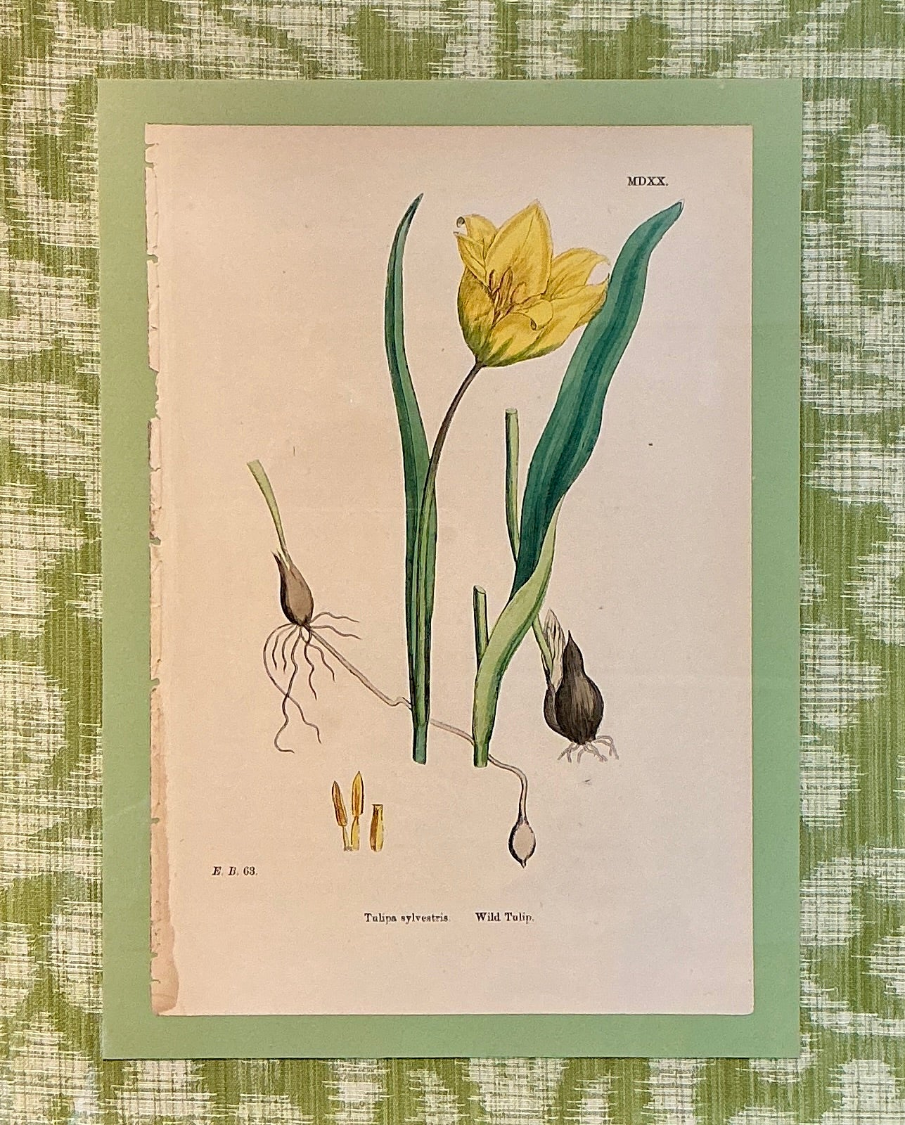19th Century Yellow Wild Tulip Lithograph on Highland Court Fabric in Gold Frame