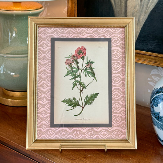 19th c. Colored Botanical Engraving on Pink Scallops in Vintage Gold Frame