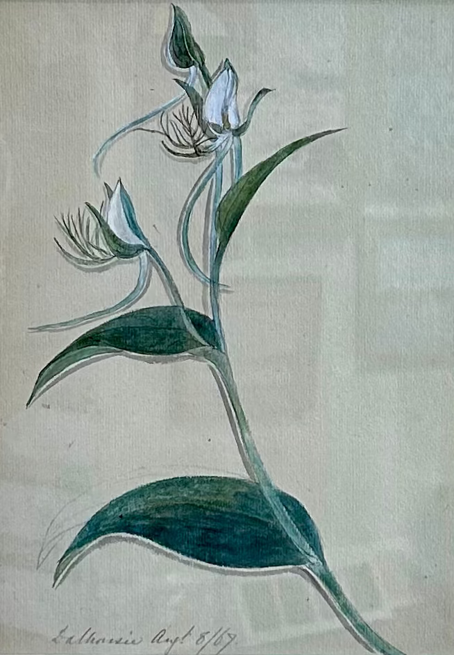19th Century 1869 Dalhousie Botanical Study Watercolor Painting in Gold Frame