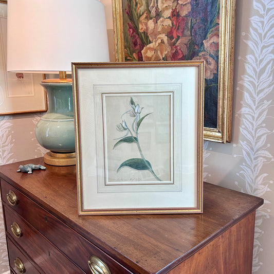 19th Century 1869 Dalhousie Botanical Study Watercolor Painting in Gold Frame