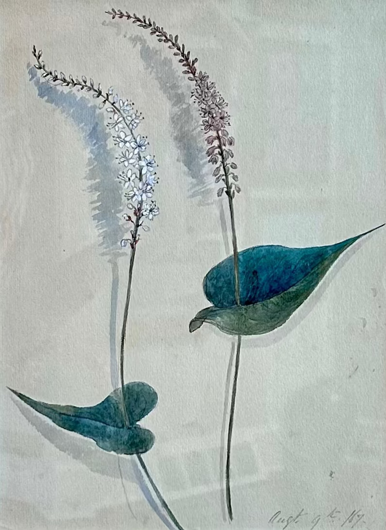 19th Century 1867 Chamaelirium Botanical Study Watercolor Painting in Gold Frame