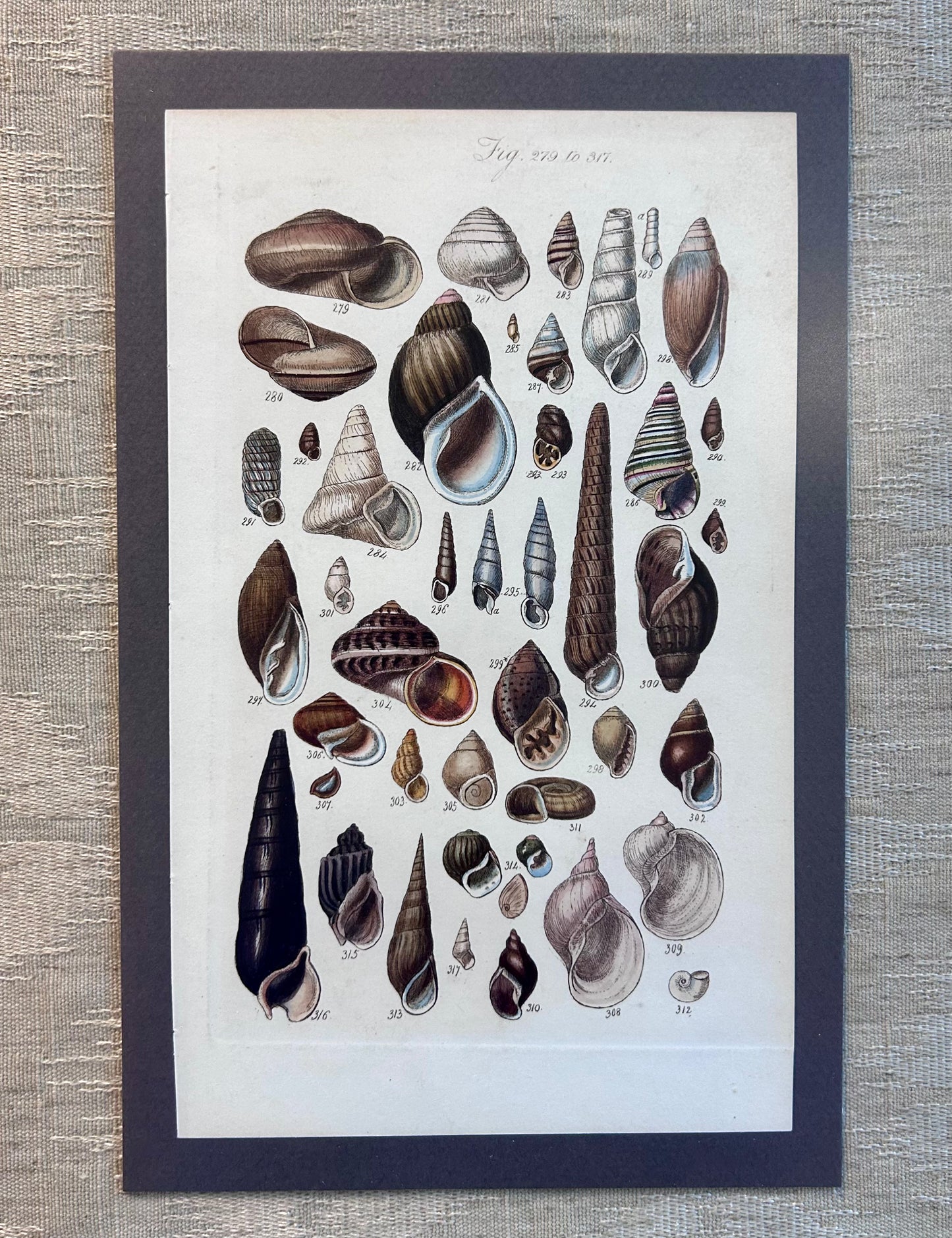 Pair of 19th Century Seashell Lithographs on Taupe Neutral Designer Fabric in Gold Frame