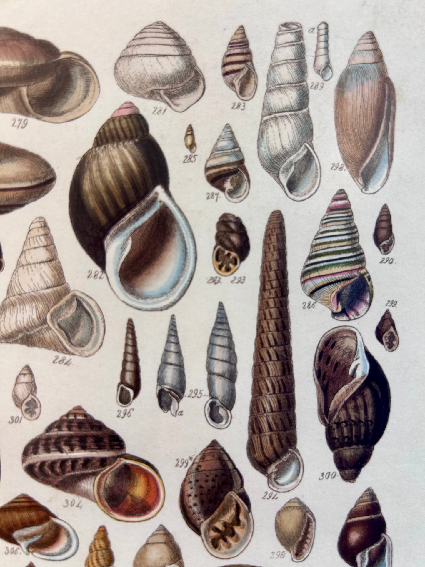 Pair of 19th Century Seashell Lithographs on Taupe Neutral Designer Fabric in Gold Frame