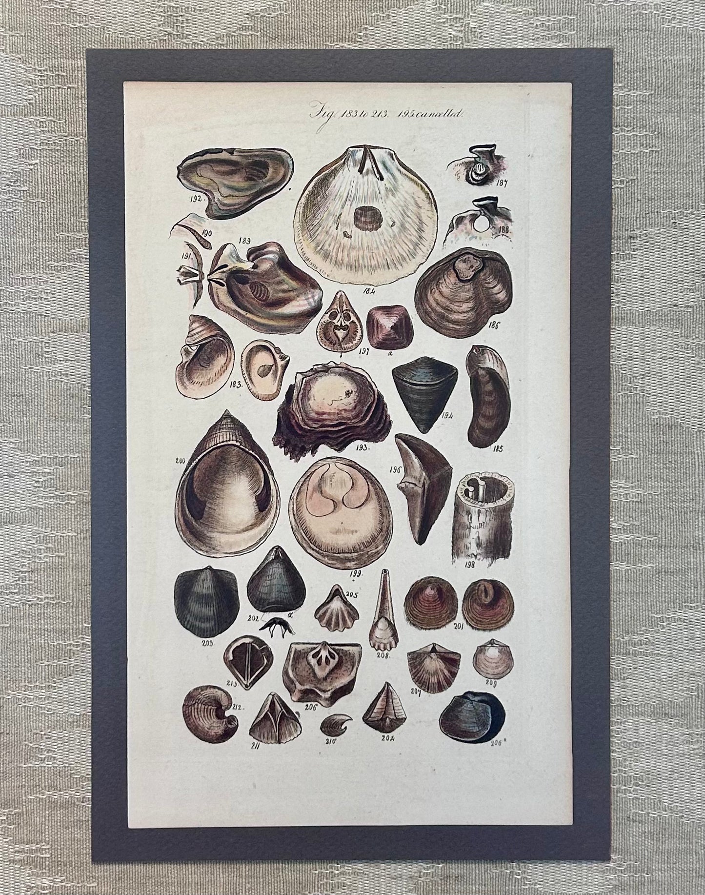 Pair of 19th Century Seashell Lithographs on Taupe Neutral Designer Fabric in Gold Frame